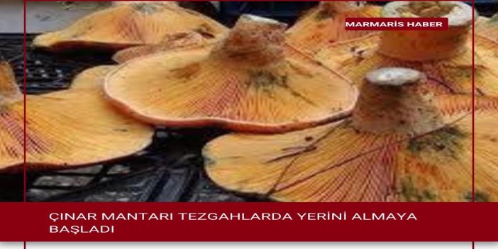 ÇINTAR MANTARI TEZGAHLARDA YERİNİ ALMAYA BAŞLADI