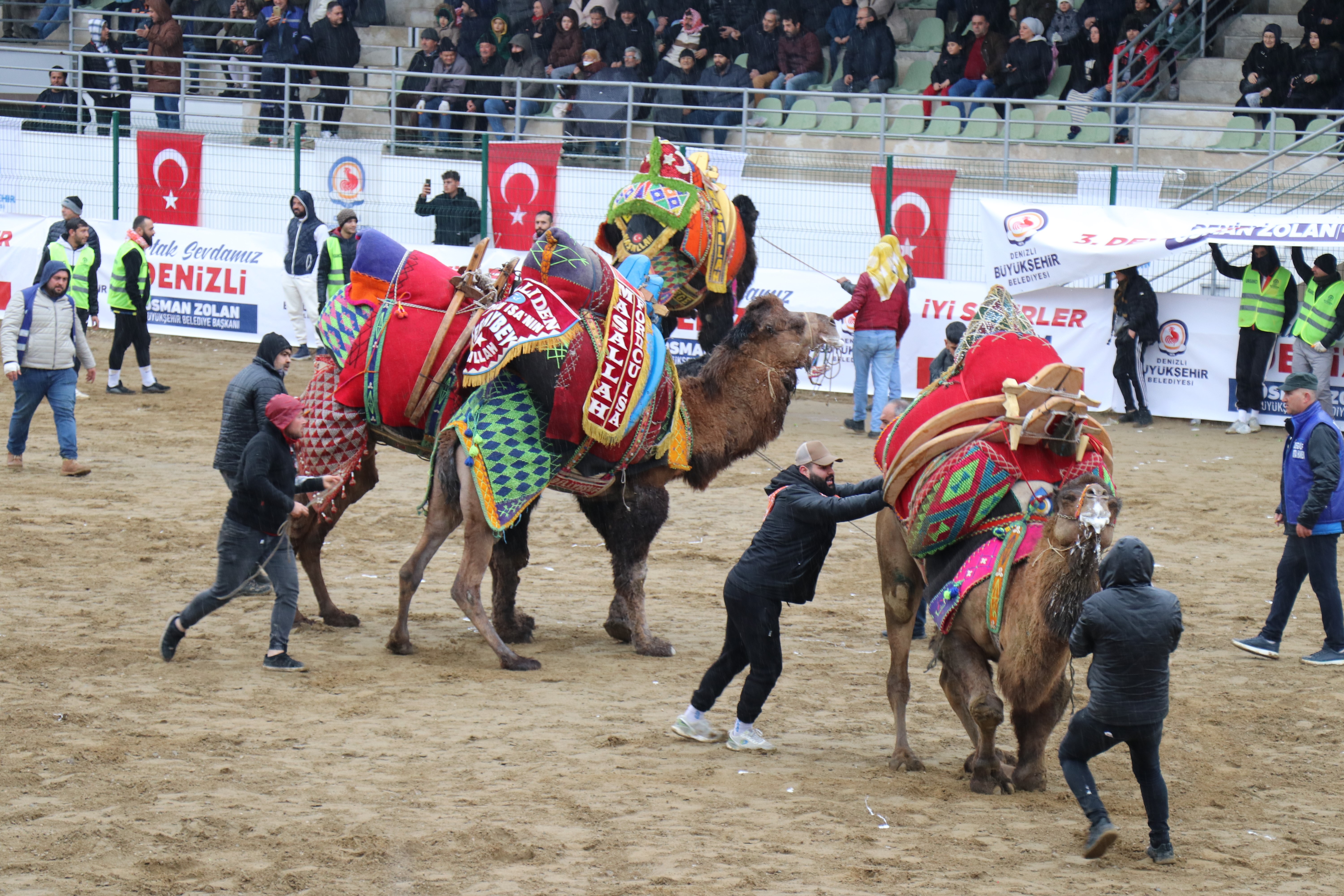 DENİZLİ'DE DEVE GÜREŞLERİ YAPILIYOR