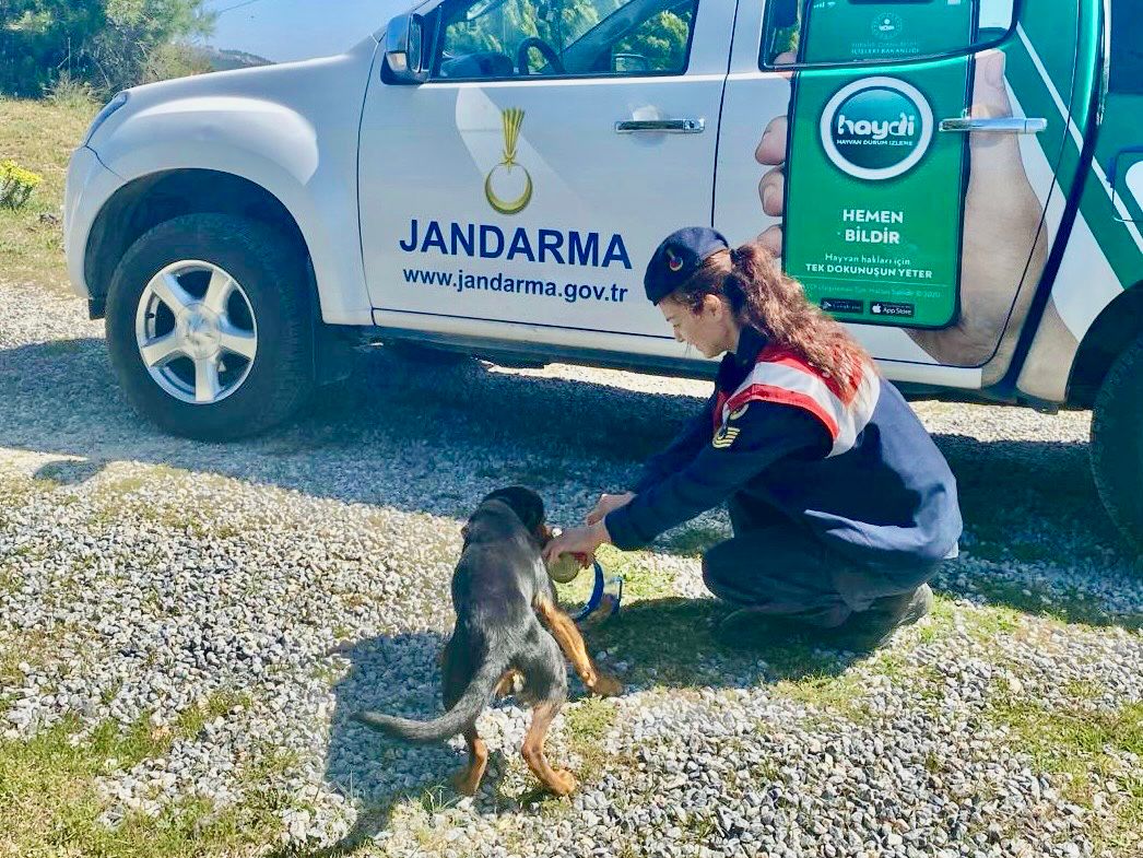 JANDARMA 'HAYDİ' EKİBİ SOKAK HAYVANLARINI UNUTMUYOR