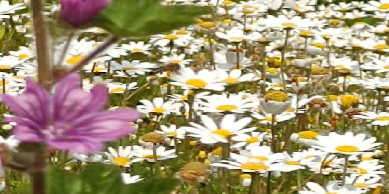 Muğla'da Papatya zamanı