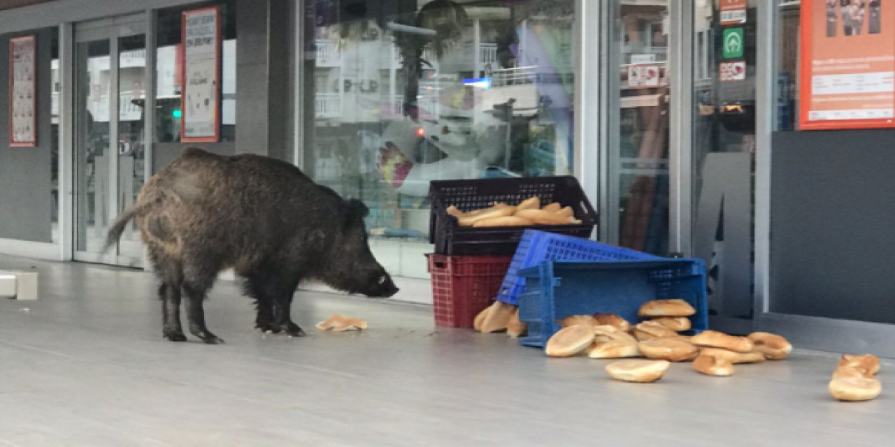Marmaris'in yaban domuzları bu kez ekmek kasasına dikti gözlerini