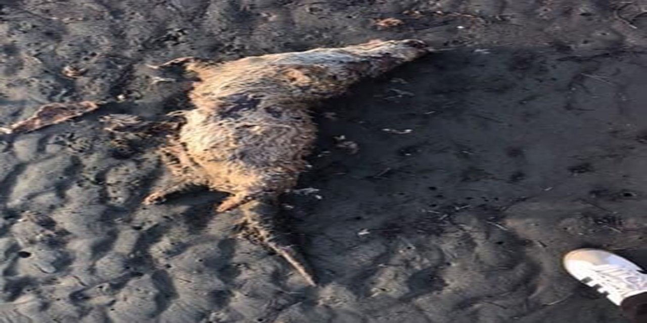 Gökçe sahilinde ölü su samuru bulundu