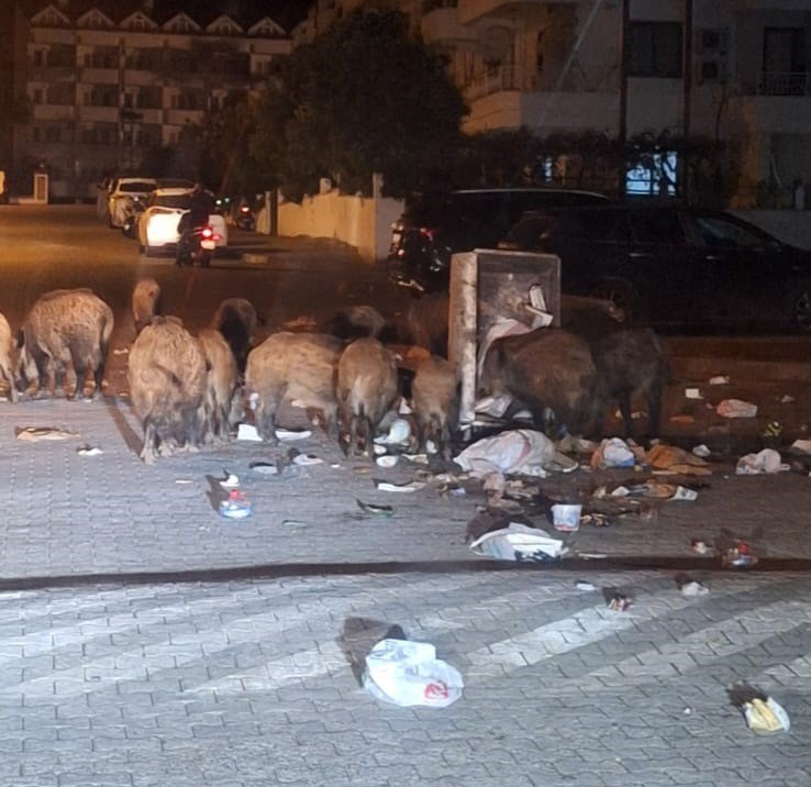 Marmaris’in Yaban domuzlarına Devletten müdahale: Dronlu takip, sürek avı, kafesli önlem