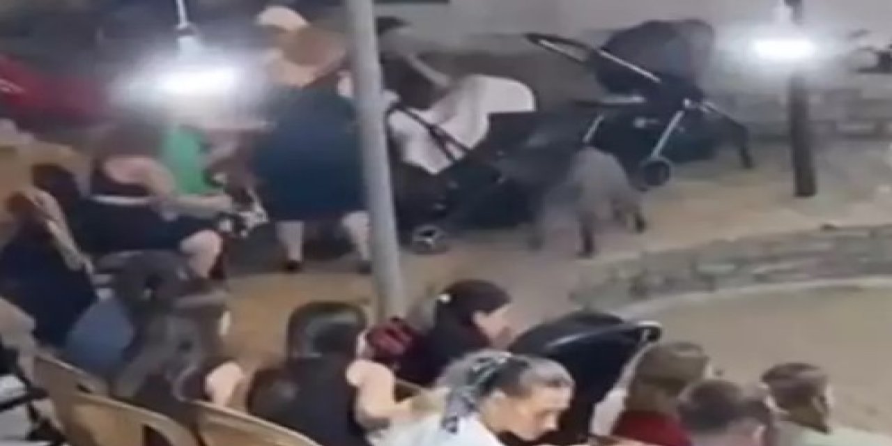 Bodrumda bir yaban domuzu düğüne daldı