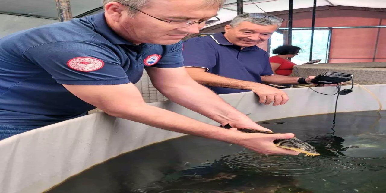 Mersin balığı Milas'ta yetiştirilecek