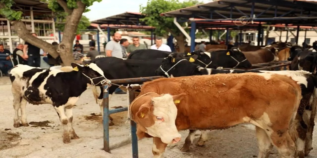 Muğla'da 2025 Kurban bayramı için kesim ücretleri ve yeni düzenlemeler açıklandı