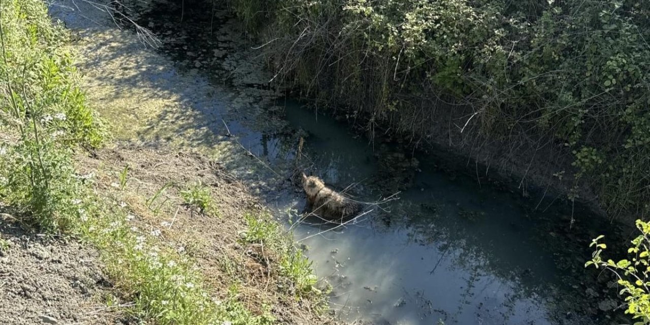 Dalaman’da sulama kanalına düşen köpeği İtfaiye kurtardı