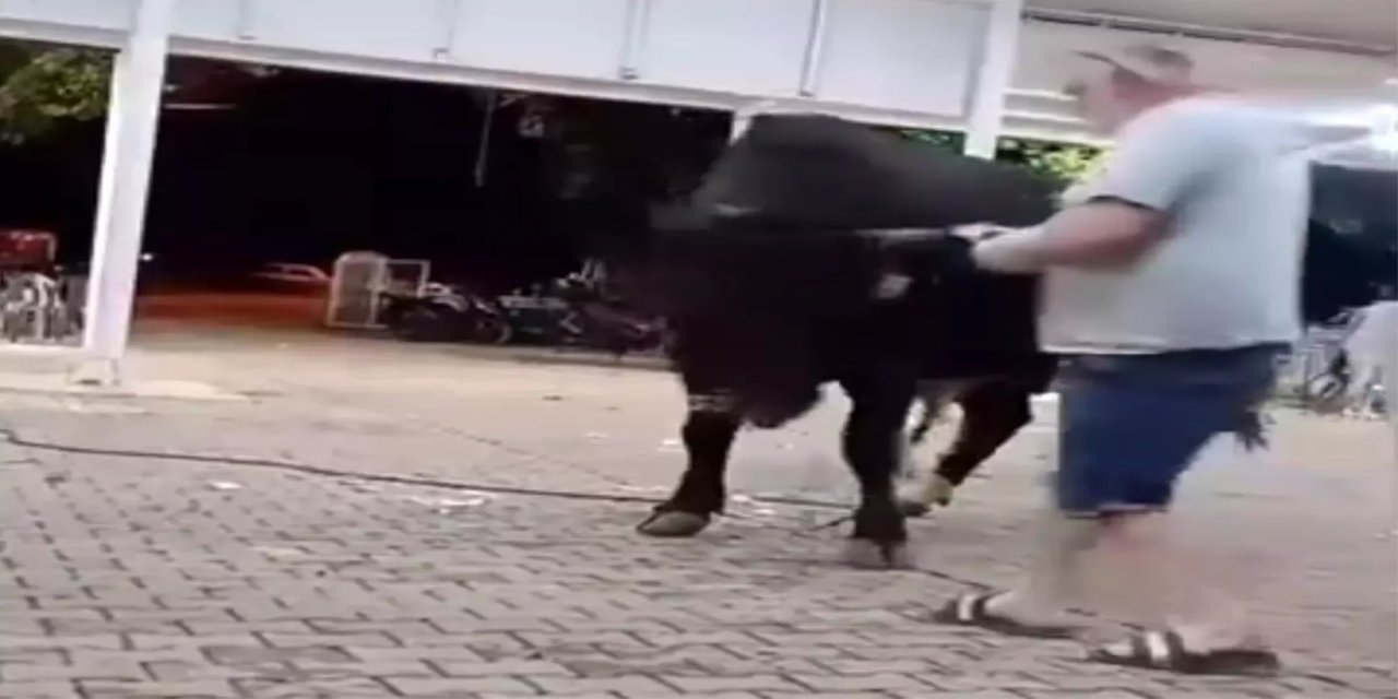 Boğa Tanıtımında saldırı: bir yaralı