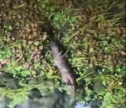 Akyaka azmağının sevimli misafiri doğaseverleri heyecanlandırdı