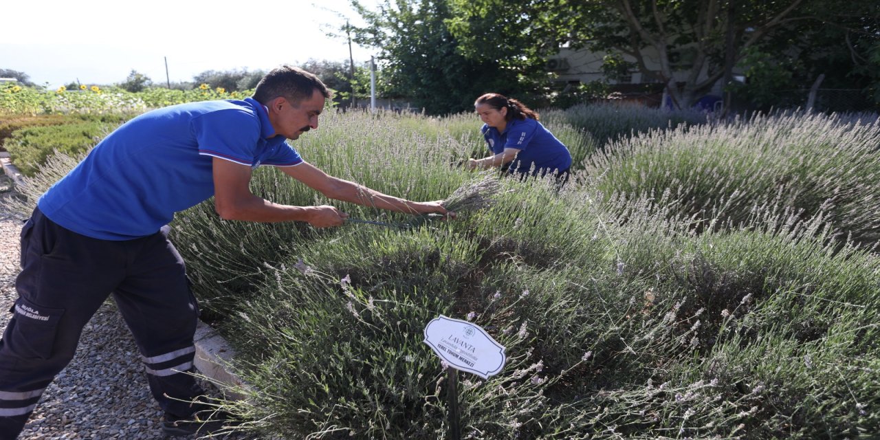 Muğla’da aromatik üretim ekonomiye katkı sağlıyor