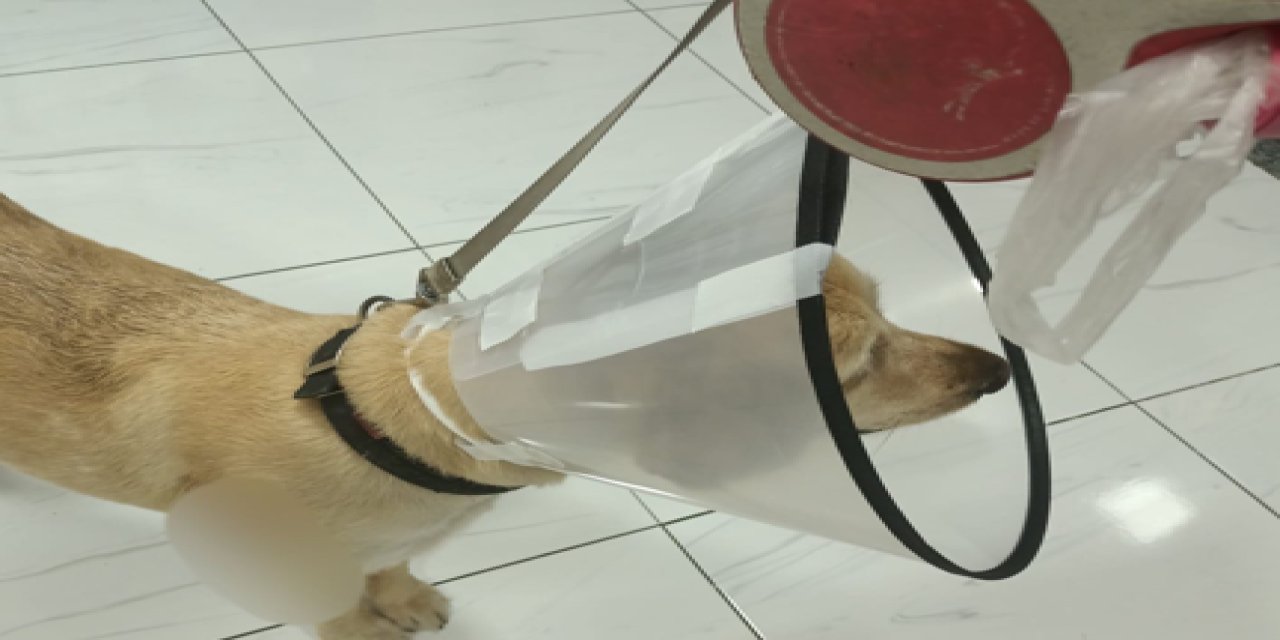 Marmaris’te domuz saldırısı: Sahibiyle gezen köpek yaralandı