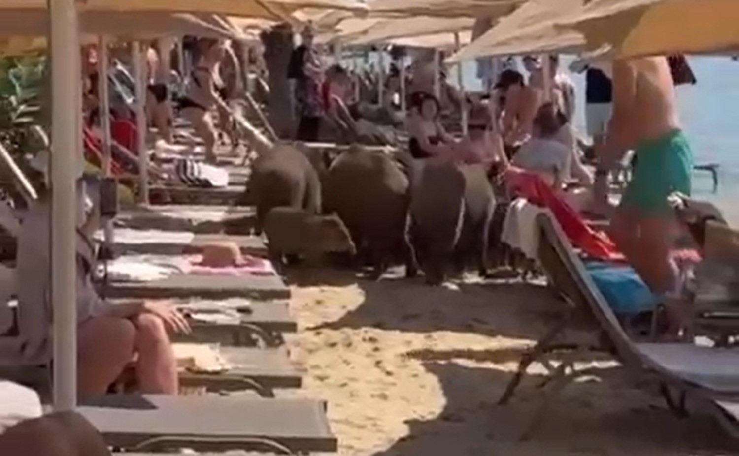 Marmaris'in yaban domuzları bile sıcağa dayanamadı