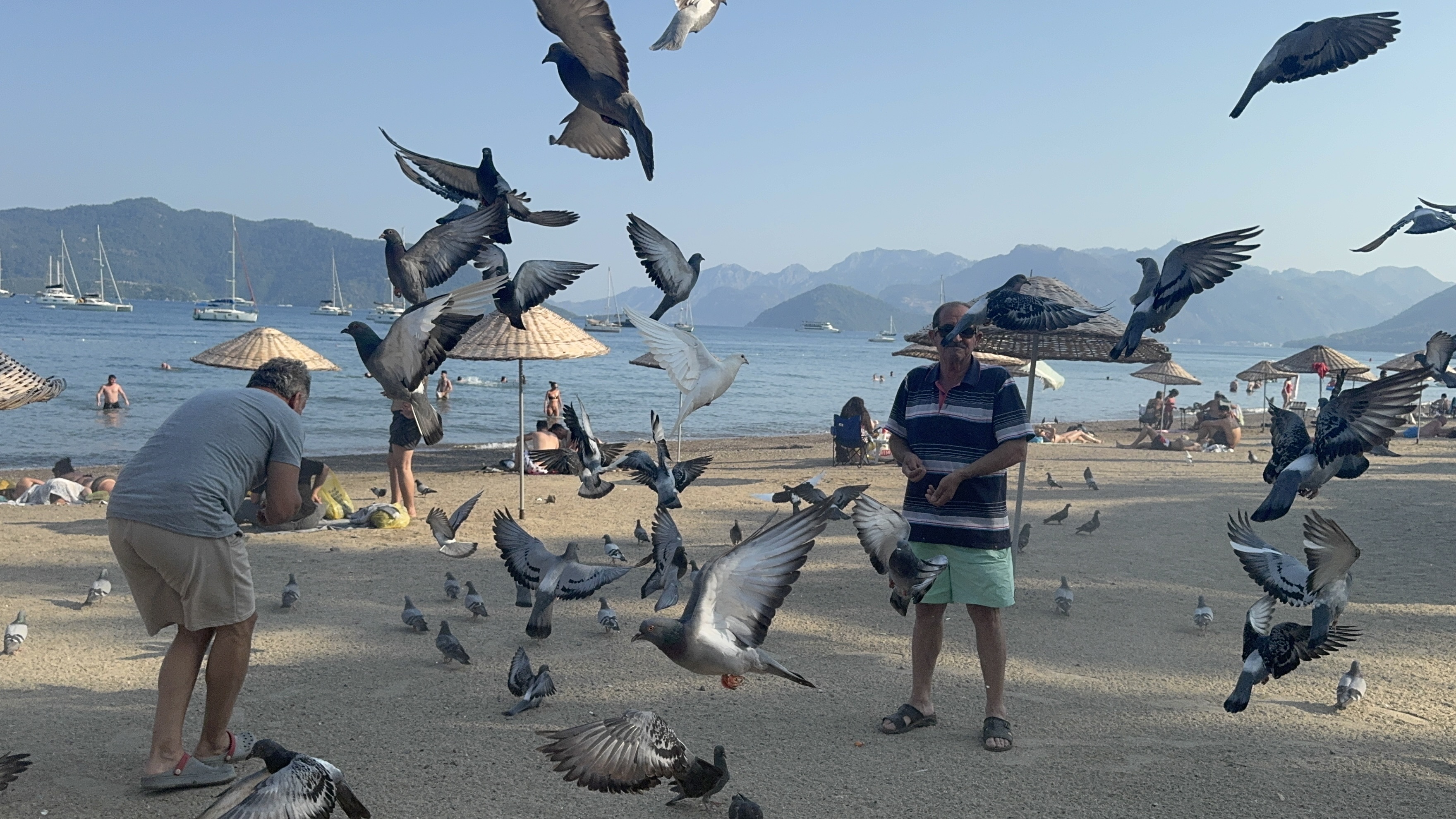 Marmaris halk plajının güvercinlerine yoğun ilgi
