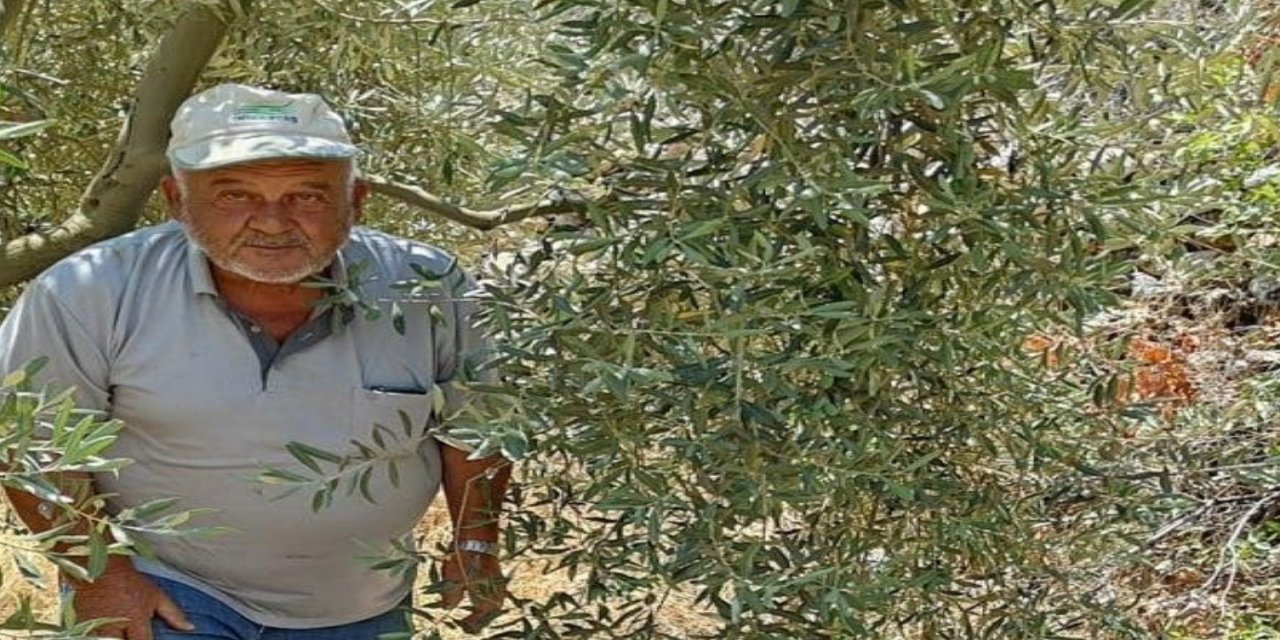 Menteşe Göktepe’de zeytinliklerde Entegre Mücadele denetimi