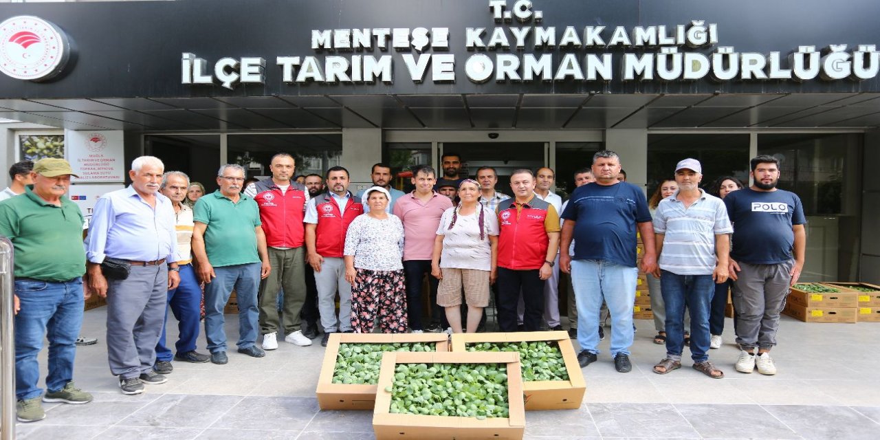 Muğla'da kışlık sebze üretimi destekleniyor: Üreticilere 162 bin fide dağıtıldı.