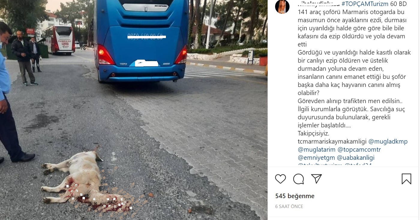 OTOGARDA BESLENEN KÖPEĞİ EZEN ŞOFÖR KAÇTI