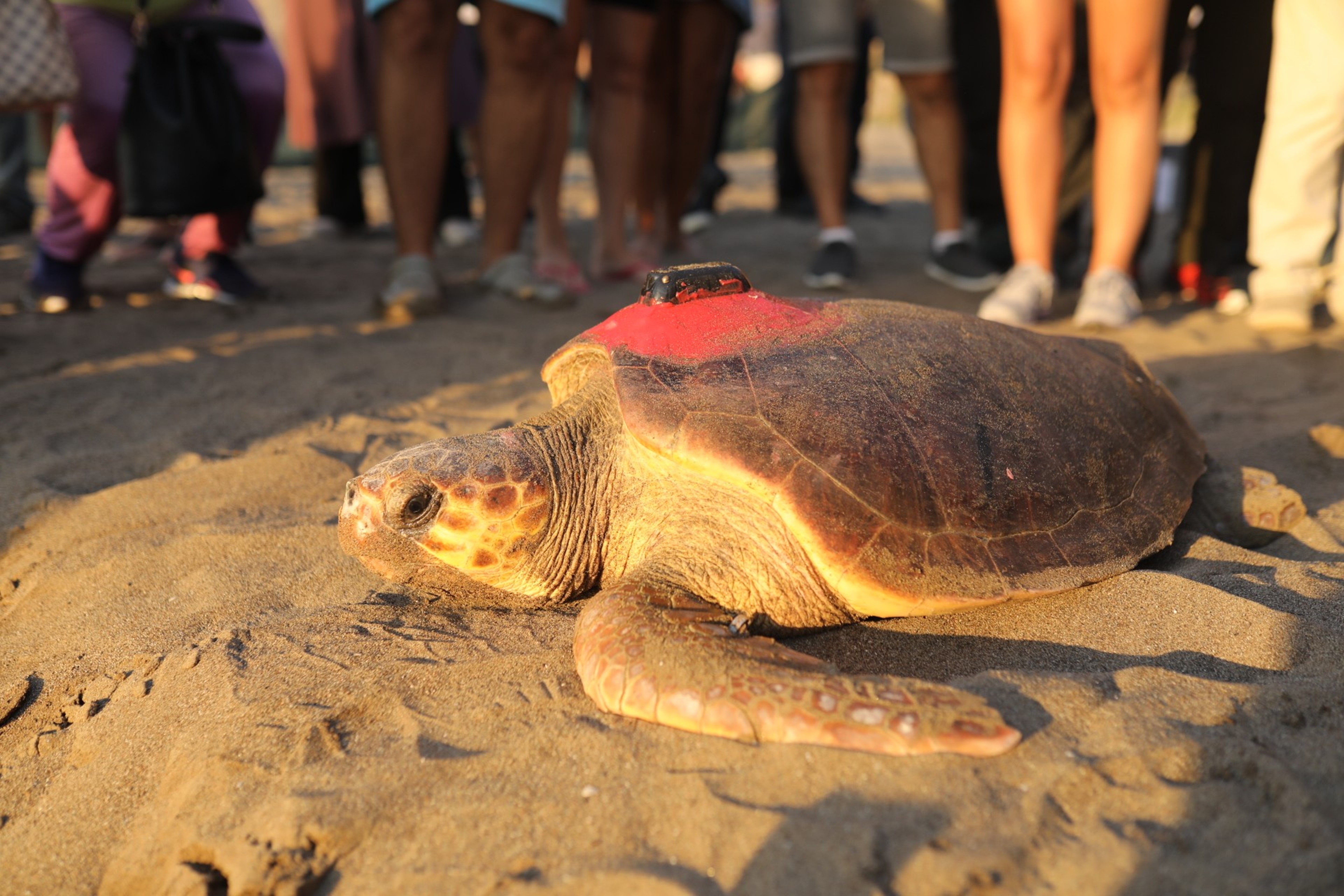 Caretta kaplumbağası 'Tuba'ya ikinci kez uydu cihazı takıldı