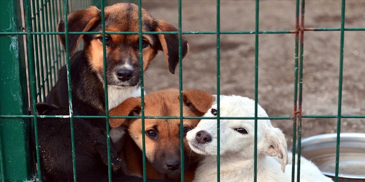 Muğla Yaşam Hakkı savunucuları ''Köpeklerimizi vermiyoruz. Aldıklarınızı sağ salim geri istiyoruz. Verdiğiniz sözleri tutun!''