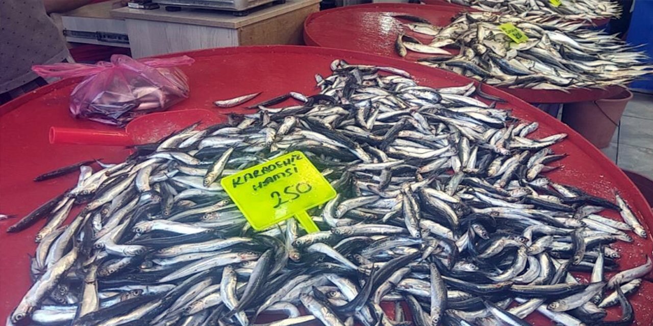 Muğla’da Karadeniz hamsisi kilosu 250 TL’den satışta