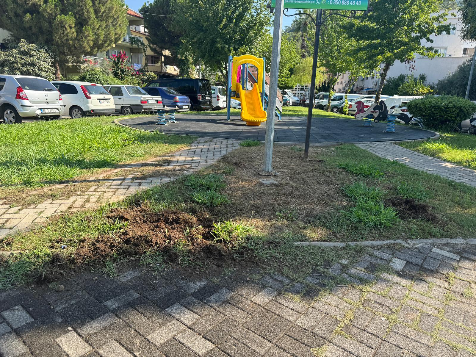 Marmaris’te yaban domuzları kazmadık yer bırakmadı