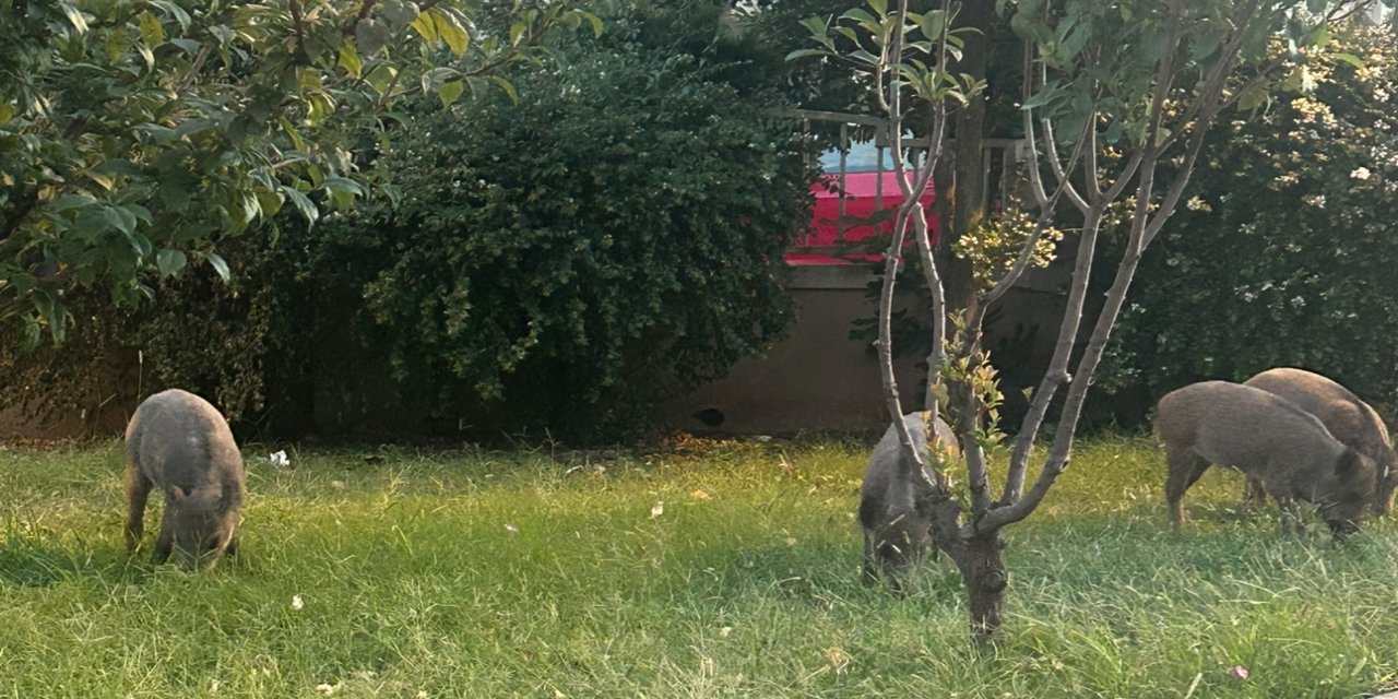Marmaris’in yaban domuzları ile mücadelesi bitti mi?