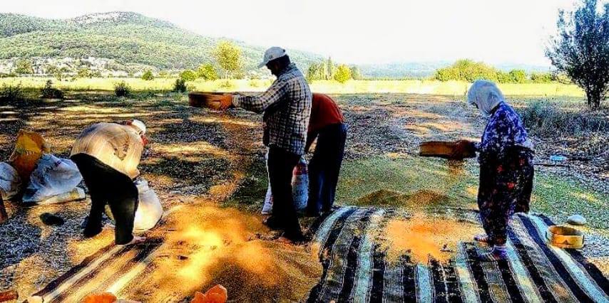 Akyaka'dan dünyaya  'Deli Memed Susamı'