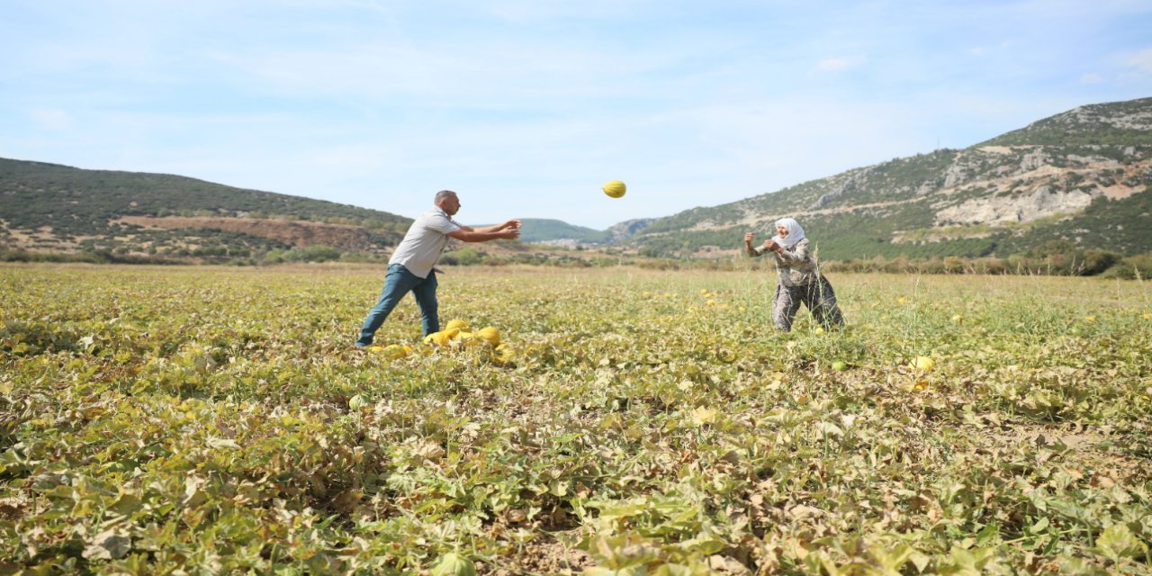 Muğla’nın Yayla Kavunu Sevenleriyle Buluşuyor