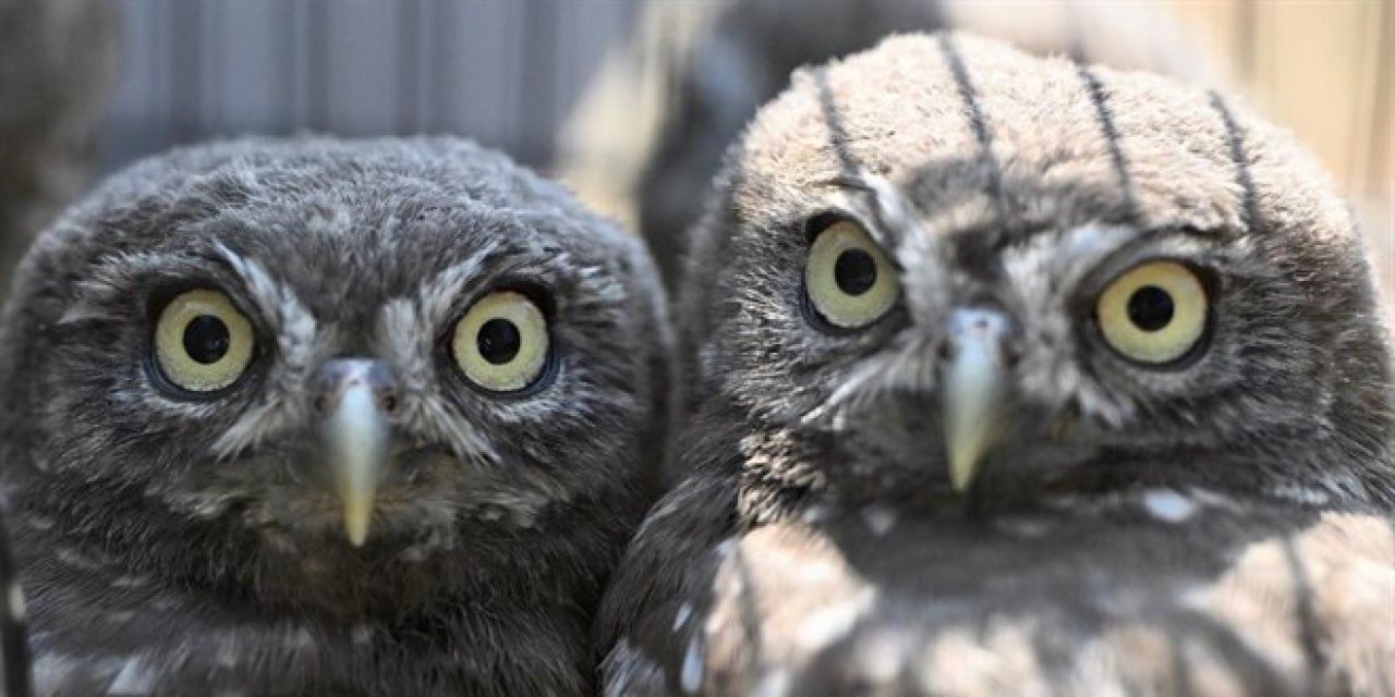 DMKP, 13 yılda yaklaşık 73 bin hayvanı tedavi ederek doğaya saldı