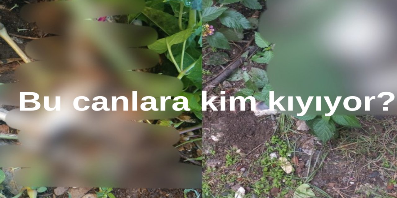 Marmaris Sinan Mahallesi’nde hayvan katliamı: “Kim kıyıyor bu canlara?”