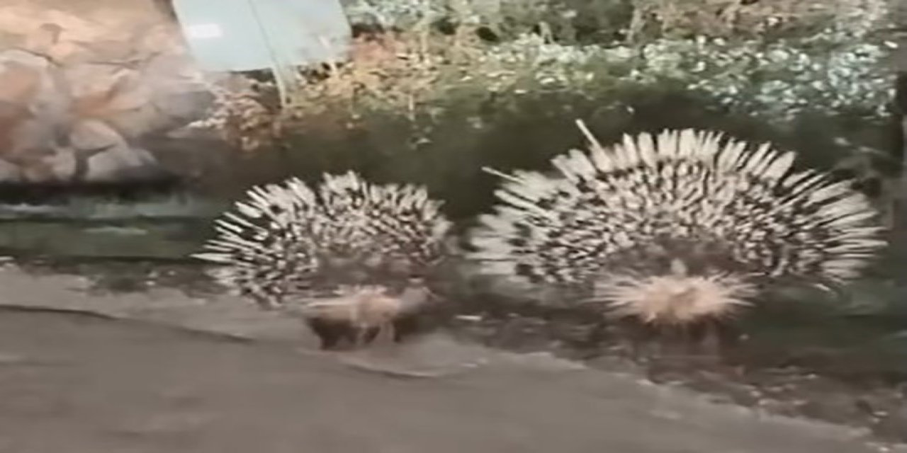 Menteşe’de oklu kirpiler vatandaşların kamerasına yansıdı