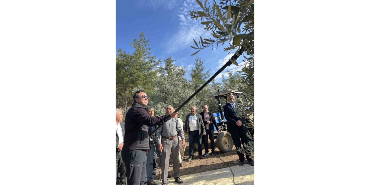 4 bin yıllık Hyllarima Antik Kentinde Zeytin hasadı