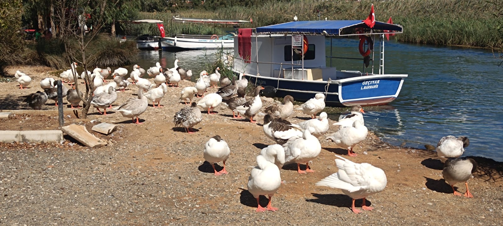 Azmak Nehri'nde Kuş Gribi Tehlikesi..