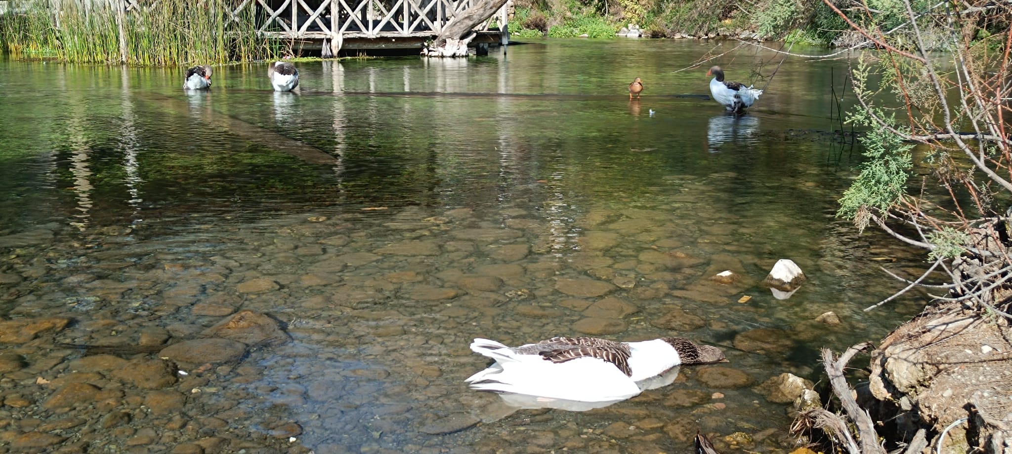 Akyaka Azmak Nehri’nde kuş gribi alarmı! Kaz ölümlerinin nedeni belli oldu