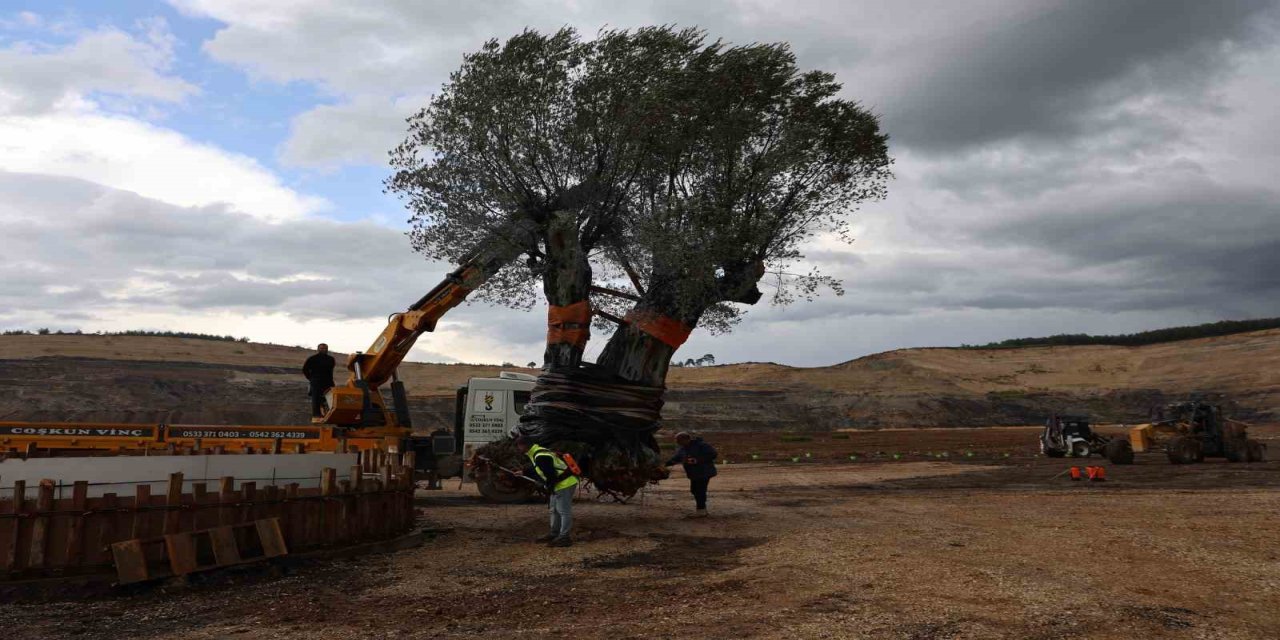 Milas’ta 3 asırlık zeytin ağacı yeni yerine törenle taşındı