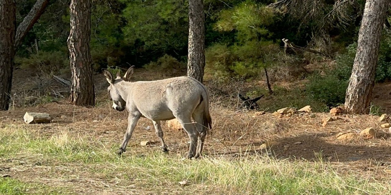 Marmaris’te başıboş eşeklere dikkat, ÇARPMAYIN!