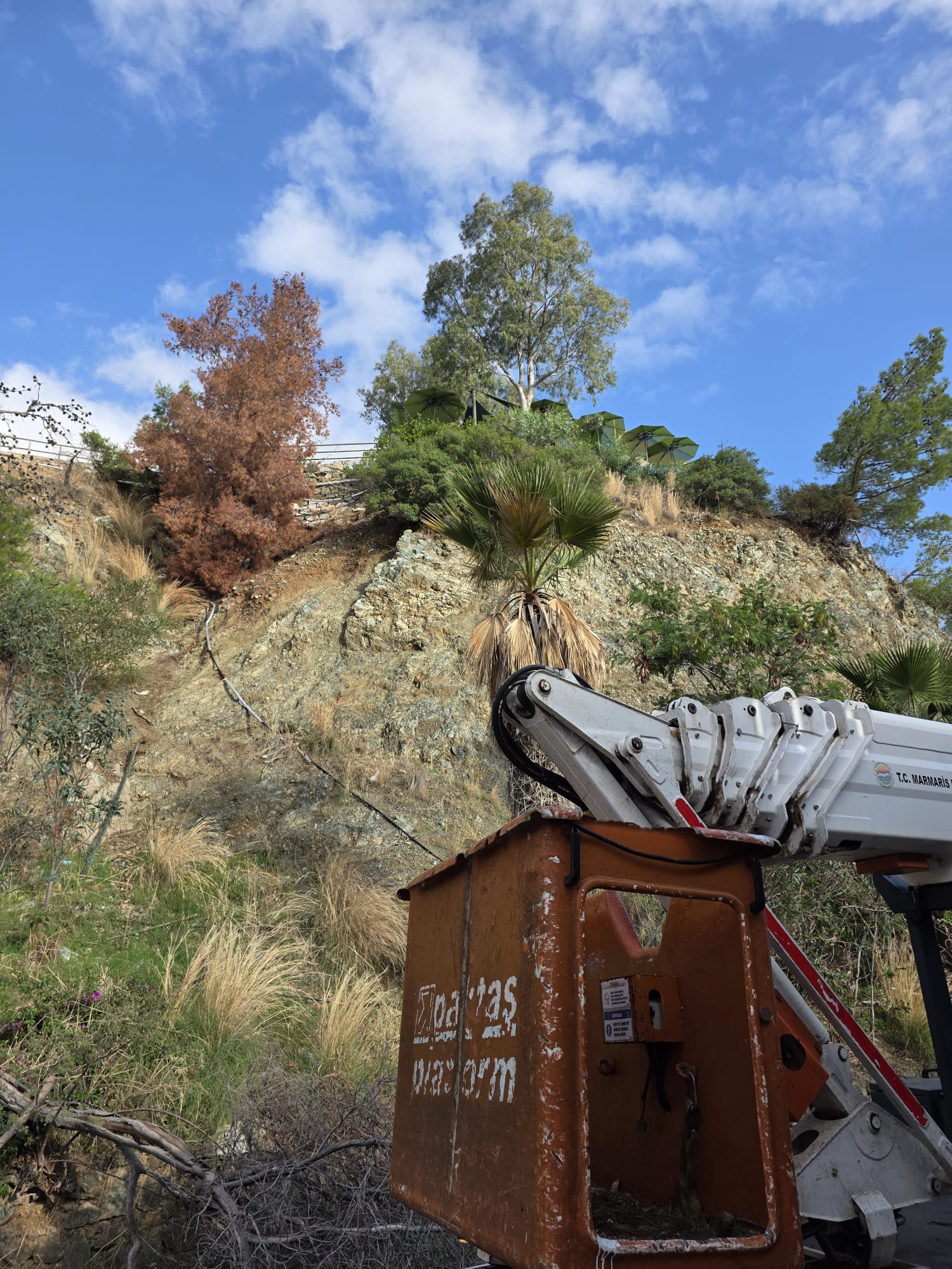 İçmeler’de kuruyan çam ağaçları kaldırıldı