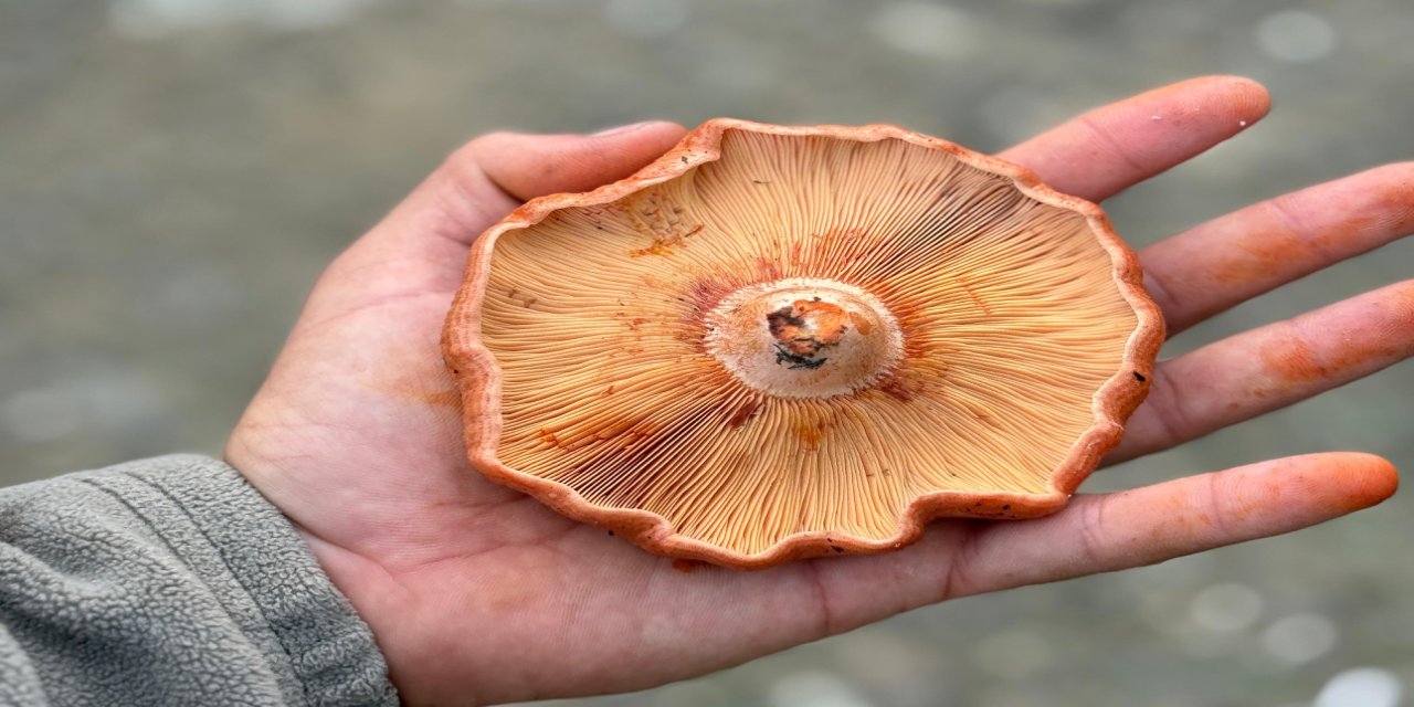 Marmaris’te çıntar mevsimi başladı