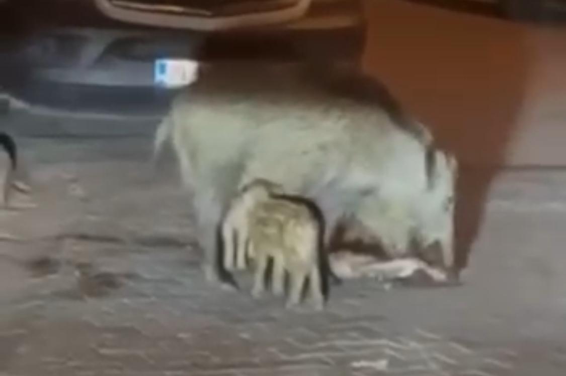 Marmaris'te yaban domuzu yine kedi parçaladı hem de yolun ortasında