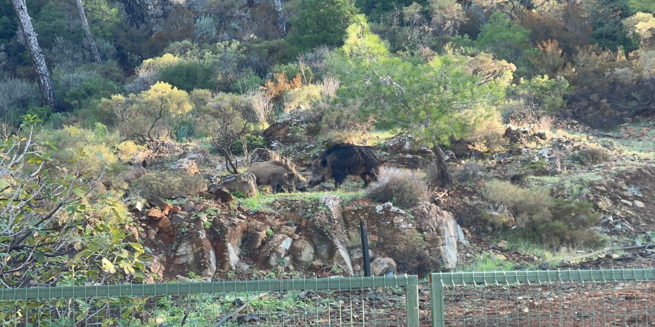 Marmaris’in yaban domuzları yol kenarlarında ve şehir merkezinde