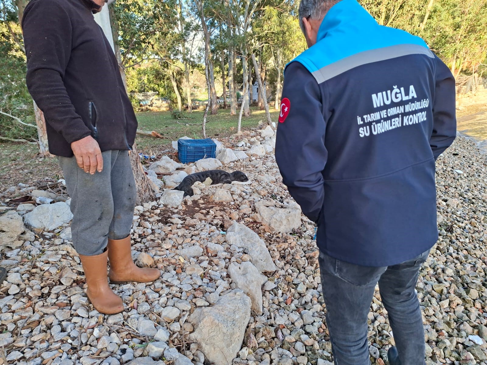 Yavru Akdeniz Foku koruma altında