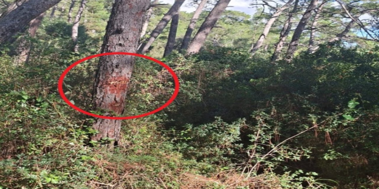 Gökova Ekoloji Meclisi ''ağaçlara kıymayın başka Gökova yok''