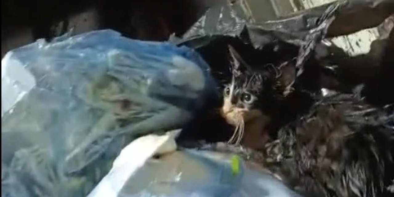 Bodrum'da kediyi poşete koyup çöpe attılar