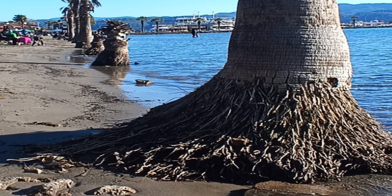 Akyaka’da palmiyeler tehlike altında