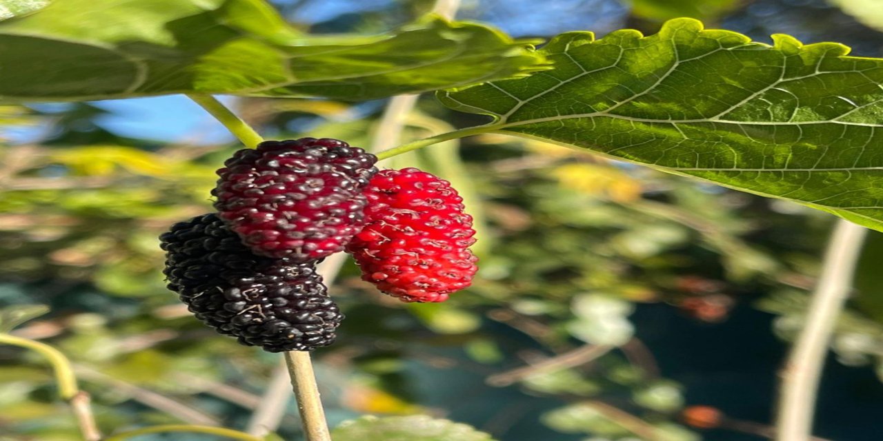 Marmaris’te kış mevsiminde karadut meyve verdi