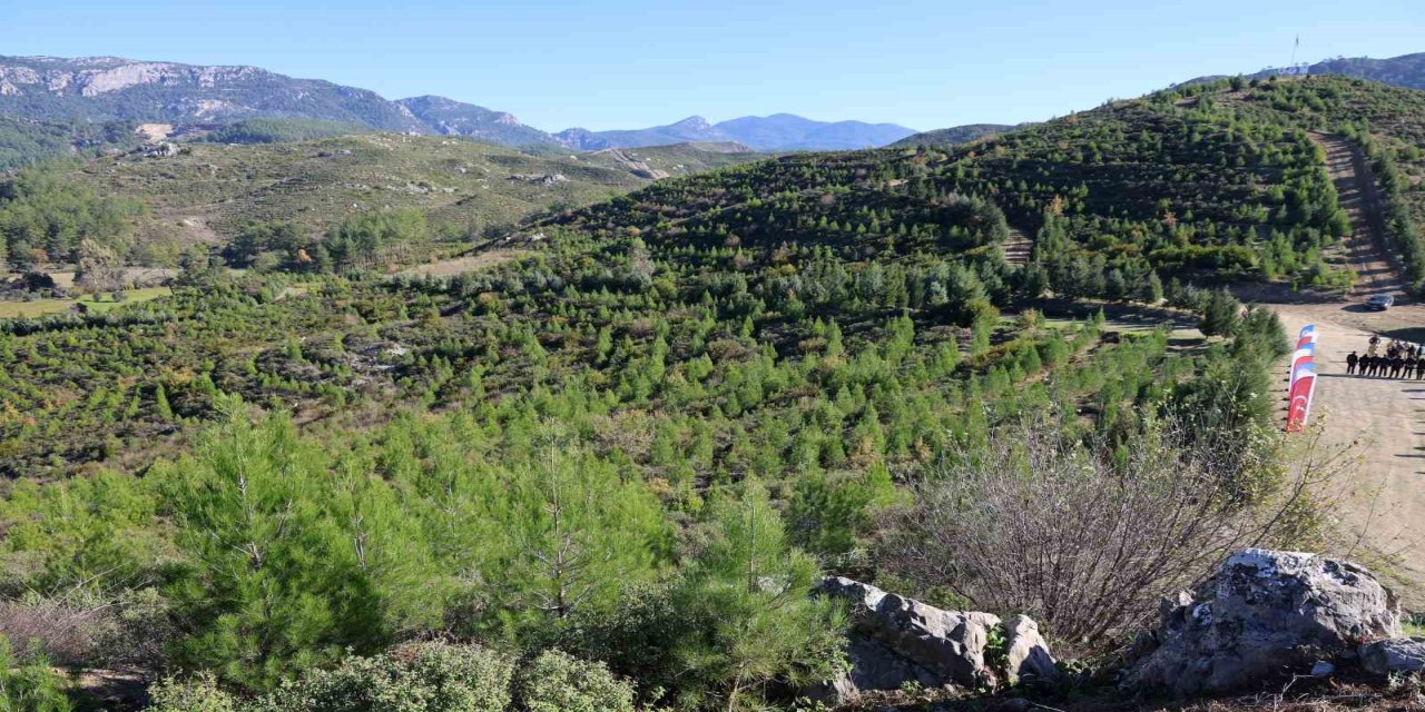 Dalamanda yanan alanlar yeşeriyor