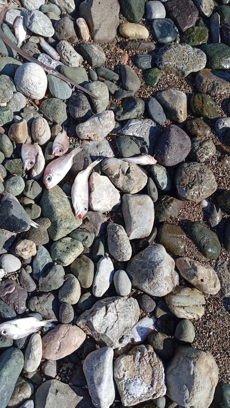 Datça'da ölü balıklar neden sahile vurdu?