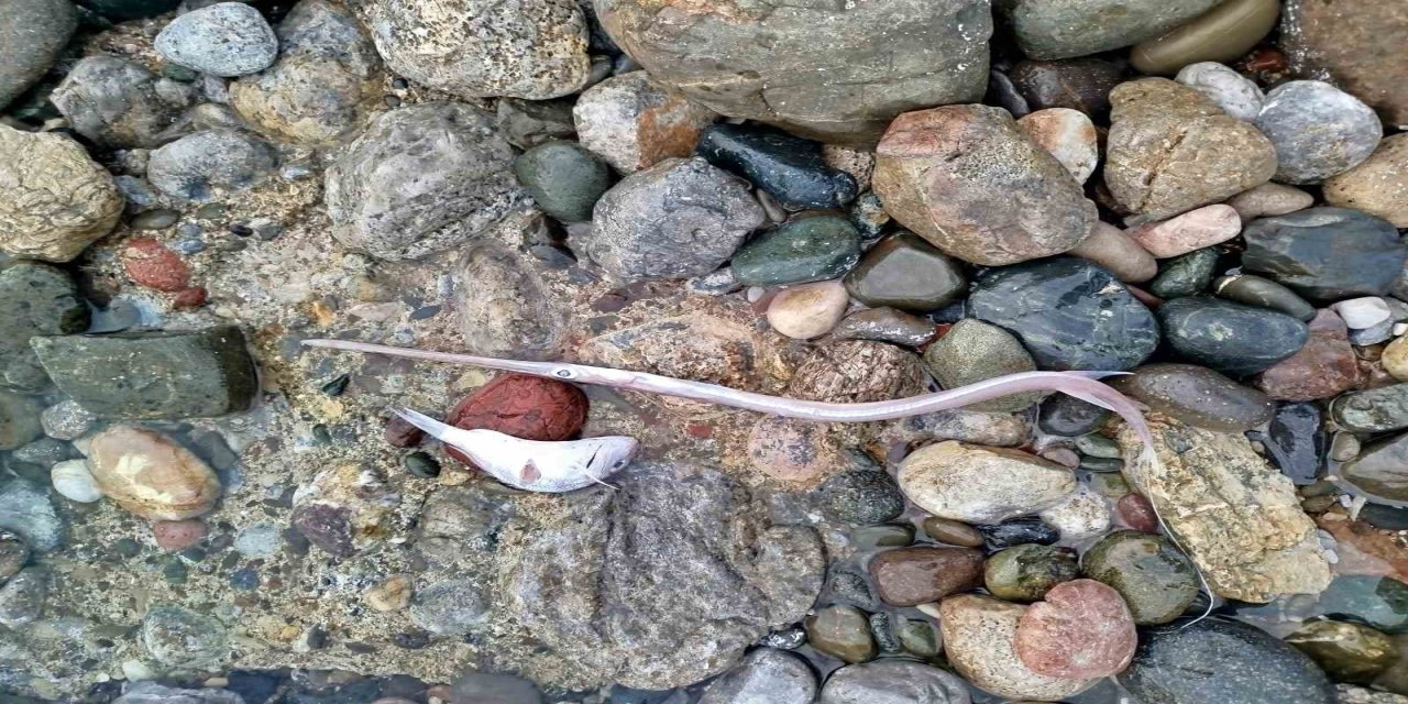 Datça’da sahilde görülen balık ölümlerinde tehlikeli bir bulguya rastlanmadı