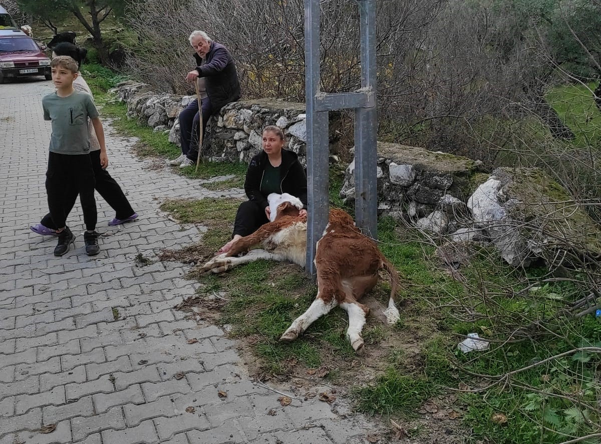 Milas’ta elektrik direğinde mahsur kalan buzağıyı itfaiye kurtardı