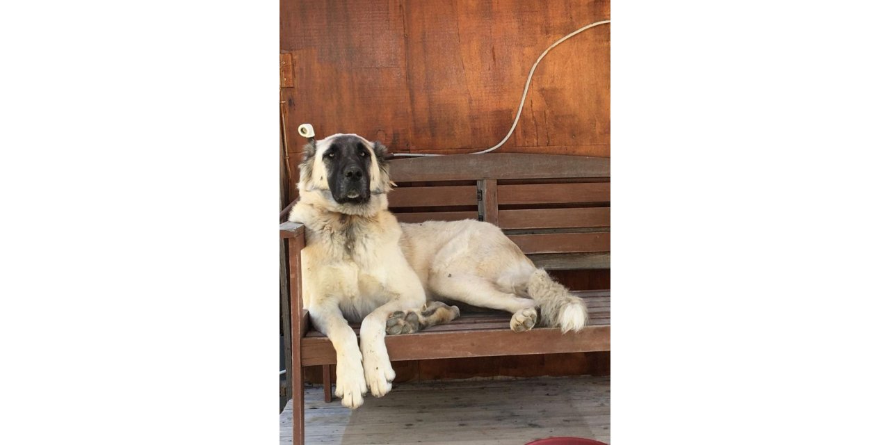 Datça'da yerleşim yerinde açılan ateş köpeği vurdu, inceleme başlatıldı