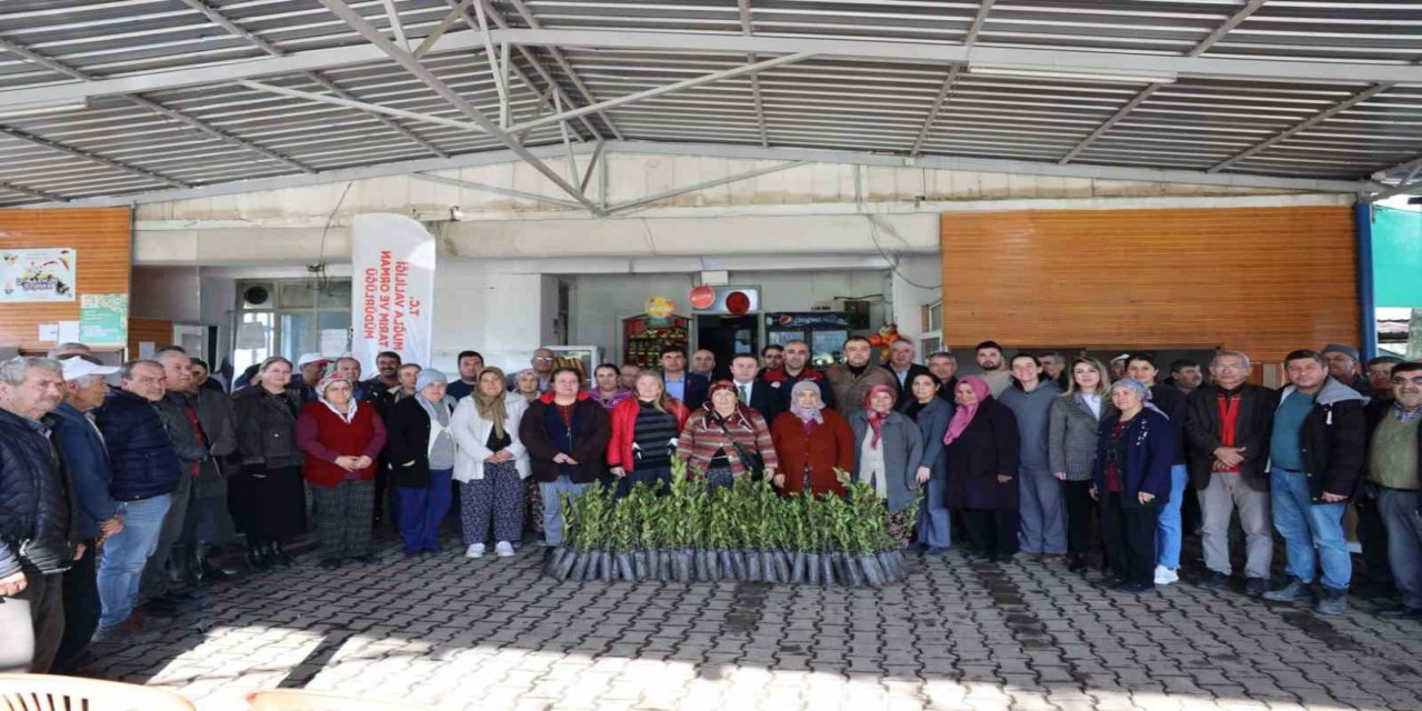 Ula’da üreticilere 38 bin defne fidanı dağıtıldı